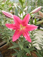 [1784 Viviana 2N No01.JPG]